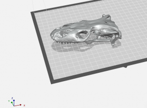 3d rendering of an animal skull