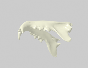 White 3d render of a skull