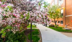 photo of flowering tree on the JCU campus