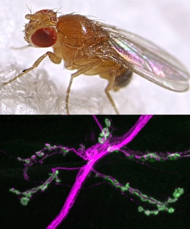 The common fruit fly as a model organism to understand how nervous systems get properly wired up.